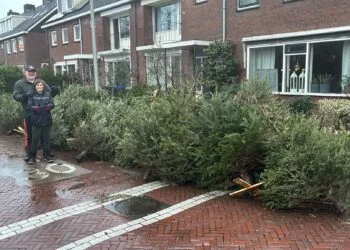 Kinderen leveren topprestatie: meer dan 2.300 kerstbomen ingezameld