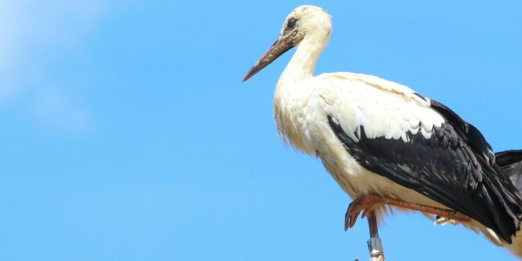 Laag inkomen? Check of u recht heeft op de Ooievaarspas