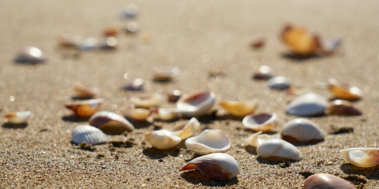 Schelpen op het strand
