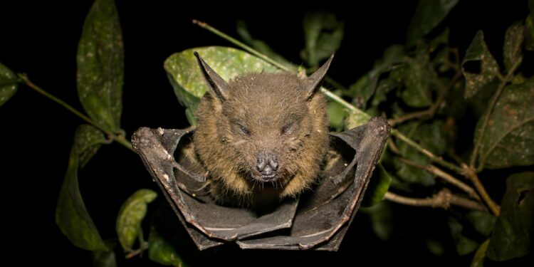 Oegstgeest zoekt vrijwilligers voor vleermuistellingen