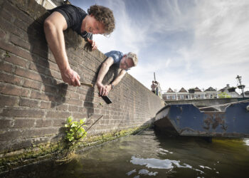 Frederic Lens en Jordy Janssen van Leiden Biodiversity Network gebruiken de app ObsIdentify tijdens Expeditie Stadsnatuur