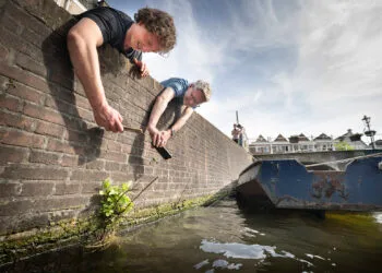 Frederic Lens en Jordy Janssen van Leiden Biodiversity Network gebruiken de app ObsIdentify tijdens Expeditie Stadsnatuur