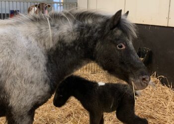 Mini paard en veulen Weizigt overleden