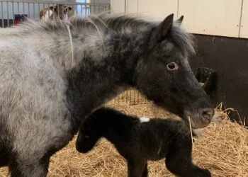 Mini paard en veulen Weizigt overleden