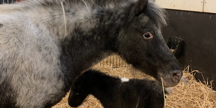 Mini paard en veulen Weizigt overleden