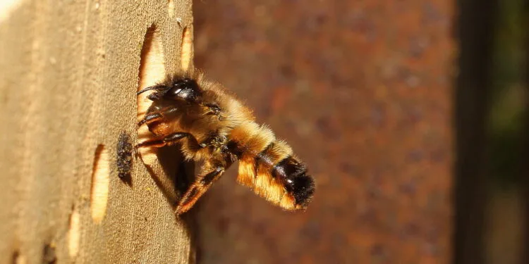 De rosse metselbij was vorig jaar de meest getelde wilde bij