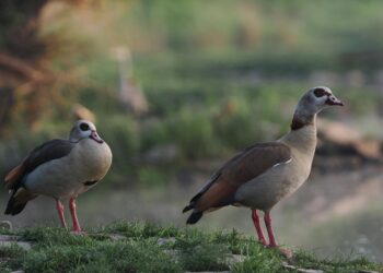 Hoog bezoek: Brandweer redt vier jonge nijlganzen uit schoorsteen