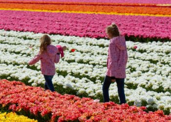 Mensen die door een bloembollen veld lopen
