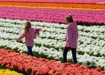 Mensen die door een bloembollen veld lopen