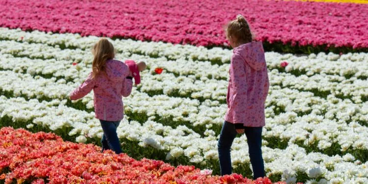 Mensen die door een bloembollen veld lopen