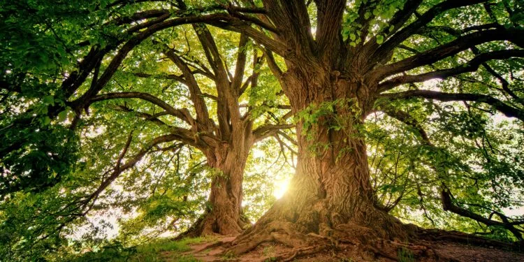 Bomen